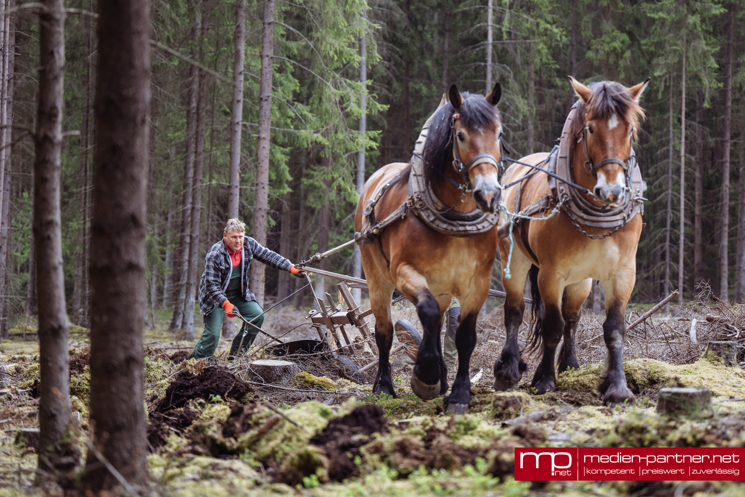 Mit Pferdekraft für den Wald von morgen: Historisches Verfahren zur Bodenvorbereitung im Weimarer Land